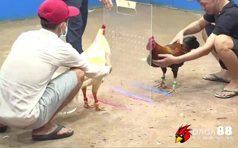 Dựa vào thành tích của chiến kê để chơi đá gà mạng luôn thắng Dựa vào thành tích của chiến kê để chơi đá gà mạng luôn thắng
