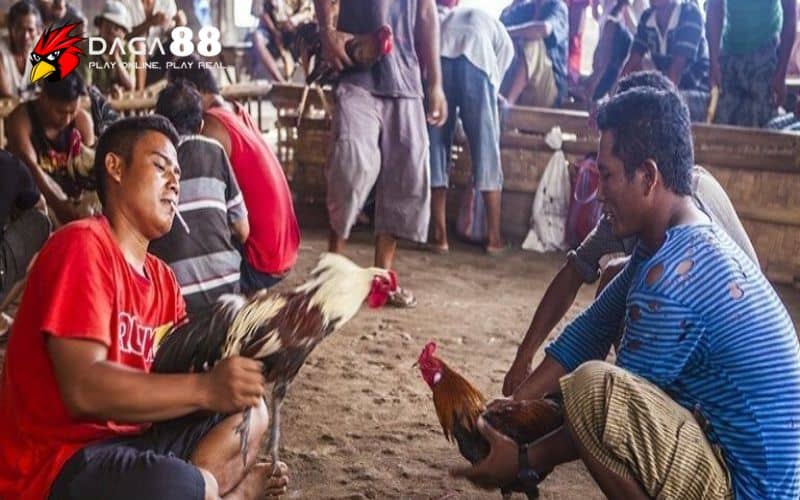 Không ngừng học thêm kinh nghiệm đá gà mạng luôn thắng Không ngừng học thêm kinh nghiệm đá gà mạng luôn thắng